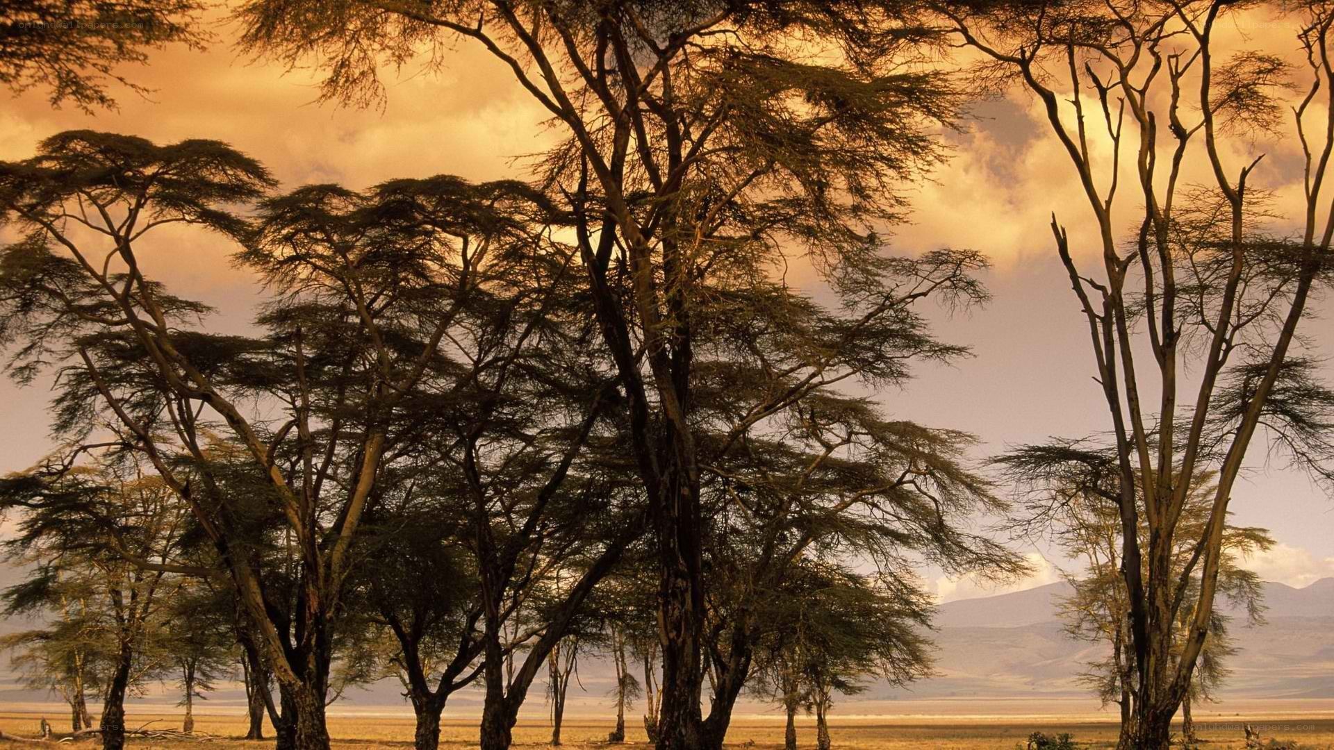 Acacia trees at sunset