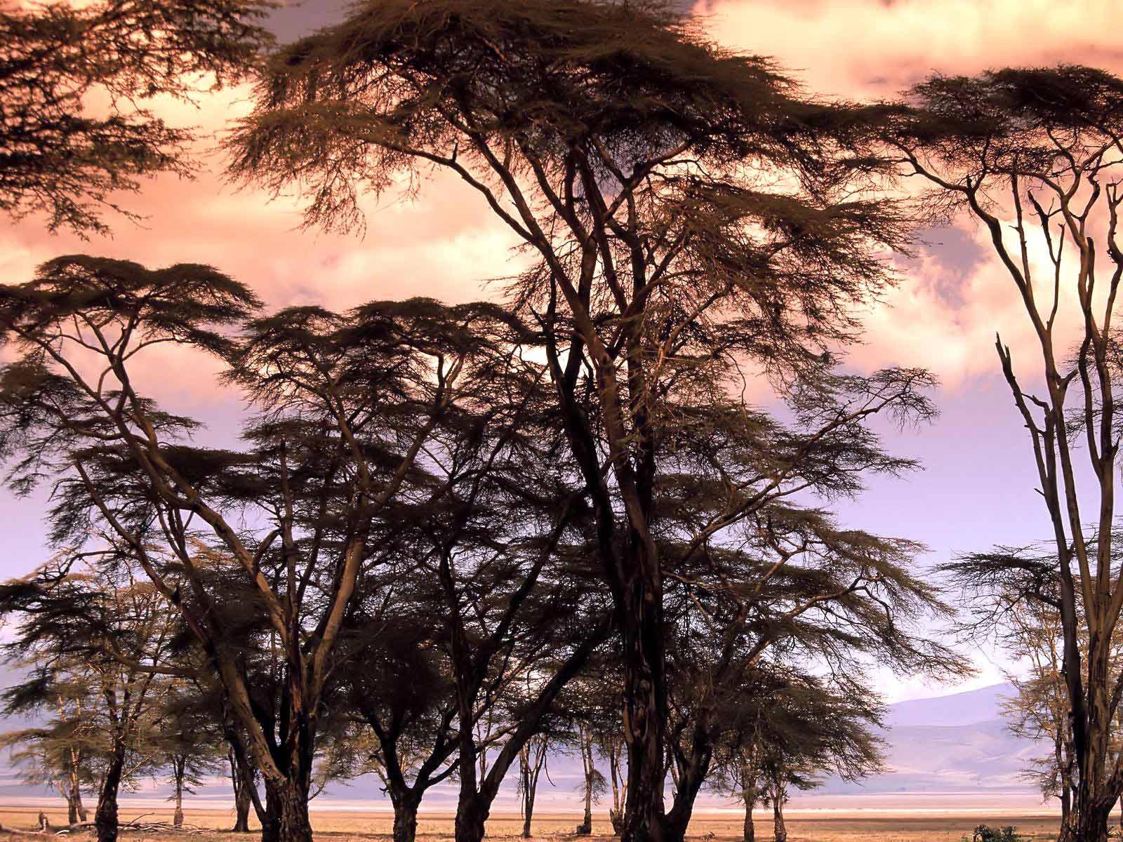 Acacia trees at sunset