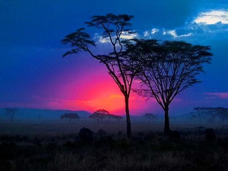 Acacia Trees at Sunset — Blue