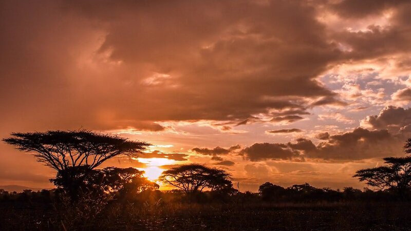 Acacia Trees at Sunset — Orange, Dramatic, Photograph, Clouds, Grassland