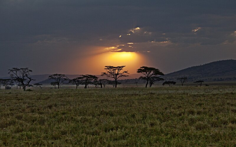 Acacia Trees at Sunset — Orange, Dramatic, Photograph, Grassland, Hills