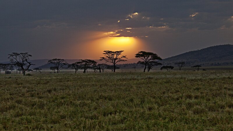 Acacia Trees at Sunset — Orange, Dramatic, Photograph, Grassland