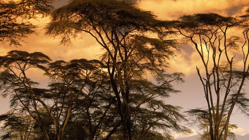 Acacia Trees at Sunset — Orange, Dramatic, Photograph, Sky, Clouds