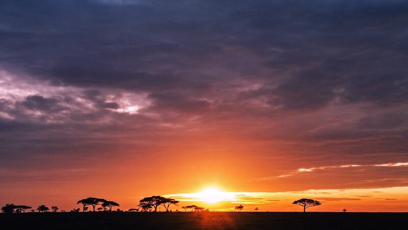 Acacia Trees at Sunset — Orange, Dramatic, Photograph, Sun, Clouds, Horizon