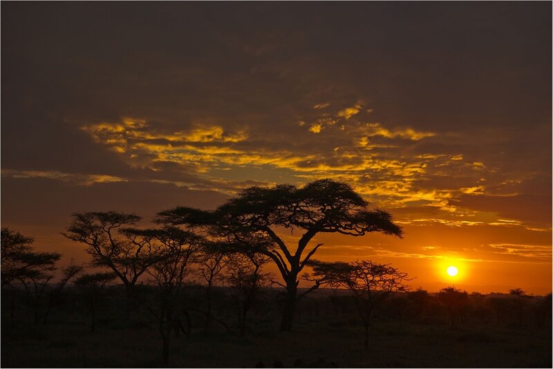 Acacia Trees at Sunset — Orange, Dramatic, Photograph, Sun, Clouds