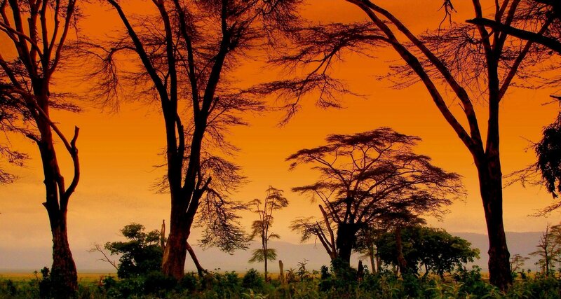 Acacia Trees at Sunset — Orange, Dramatic, Photograph