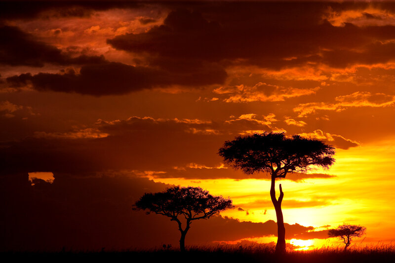 Acacia Trees at Sunset — Orange, Dramatic