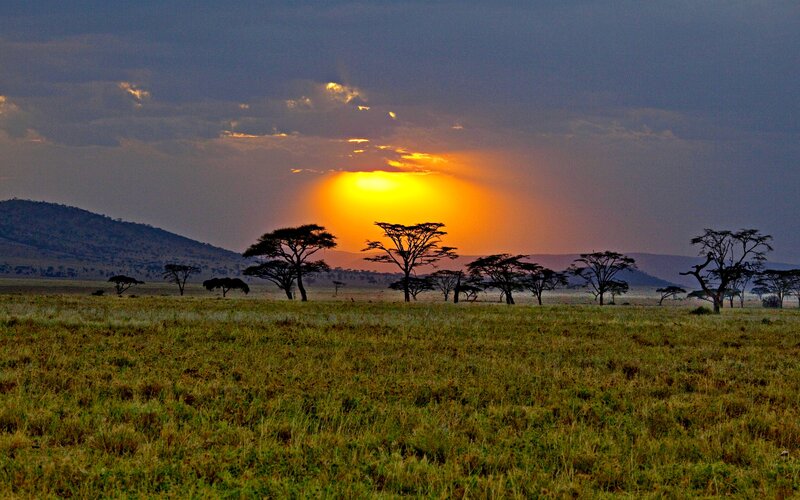 Acacia Trees at Sunset — Orange, Serene
