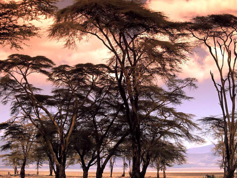 Acacia Trees at Sunset — Pink, Serene, Photograph, Sky