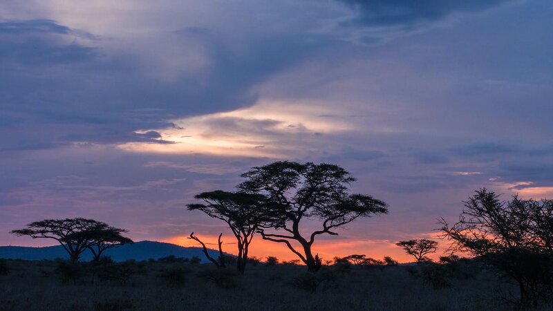 Acacia Trees at Sunset — Purple, Serene