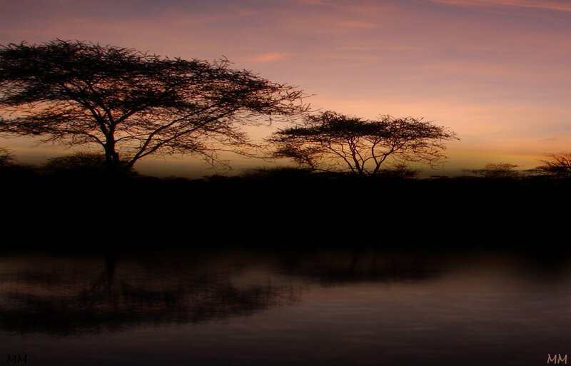 Acacia Trees at Sunset — Purple