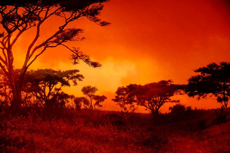 Acacia Trees at Sunset — Red, Dramatic