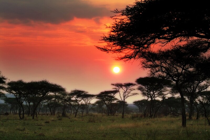 Acacia Trees at Sunset — Red