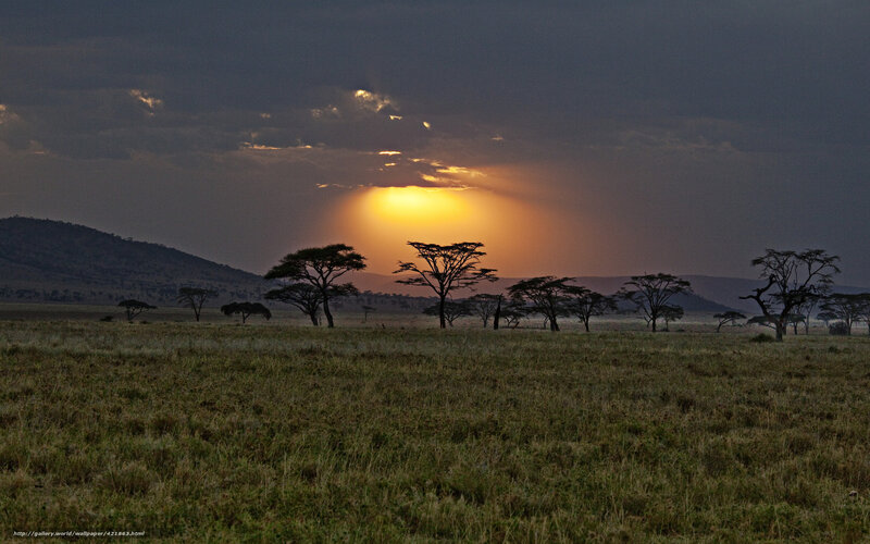 Acacia Trees at Sunset — Yellow, Dramatic, Photograph