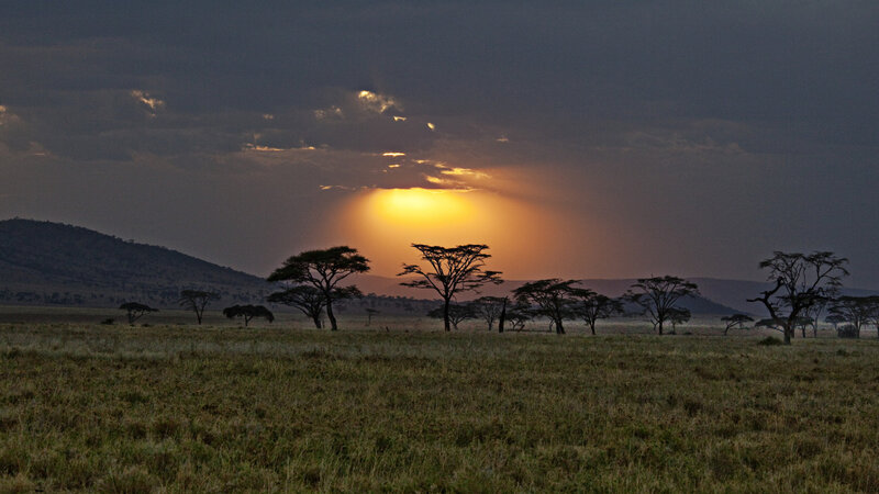 Acacia Trees at Sunset — Yellow, Dramatic