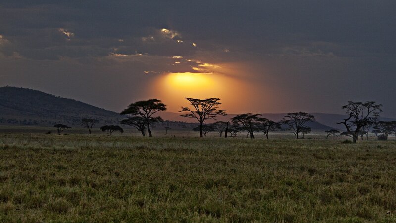 Acacia Trees at Sunset — Yellow
