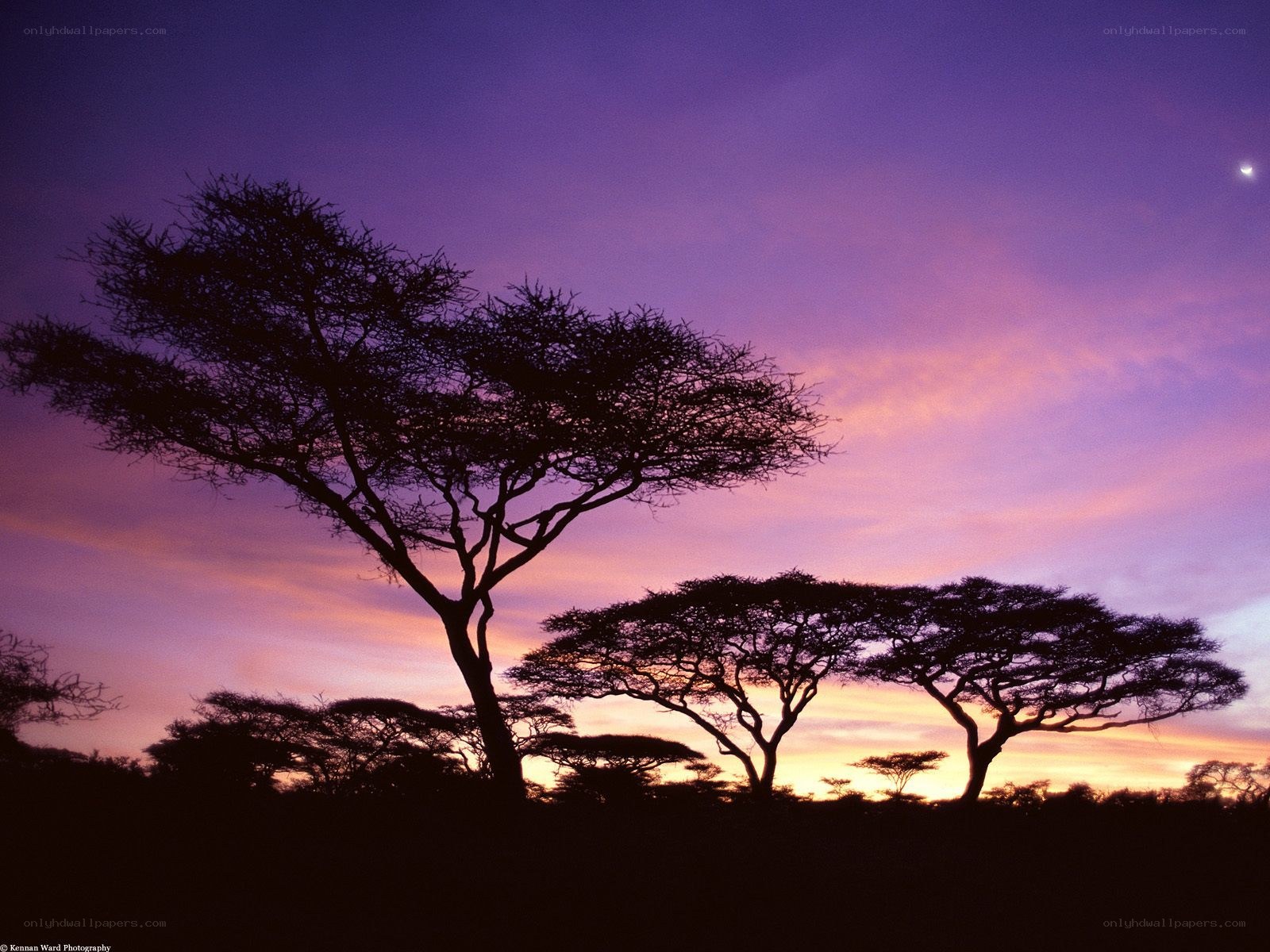 Acacia trees at sunset