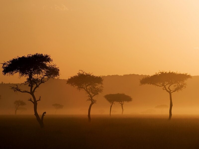Acacia Trees in Mist — Orange, Serene, Sunrise