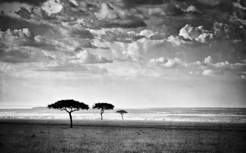 Acacia Trees in Savanna — Black