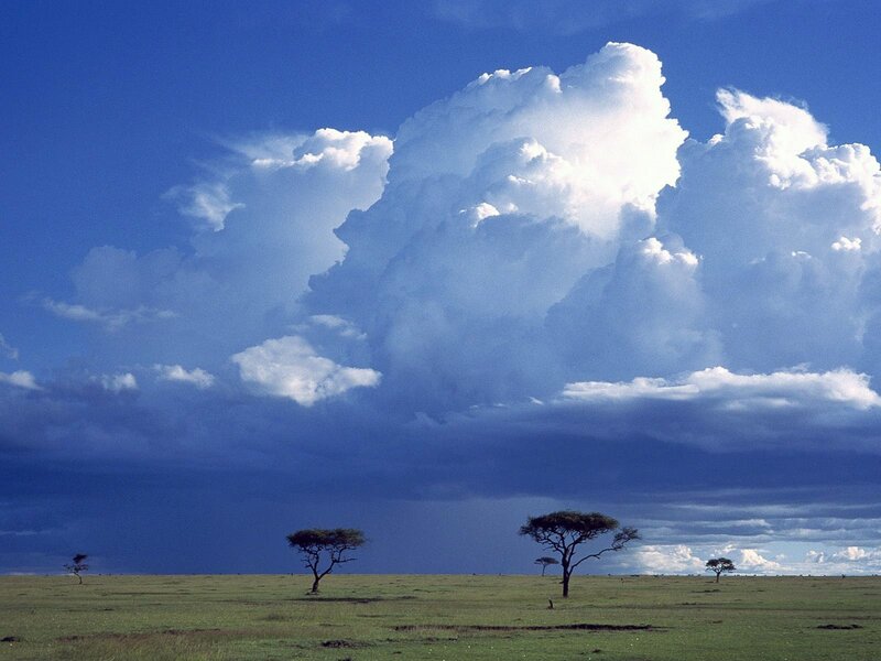 Acacia Trees in Savanna — Blue, Dramatic, Afternoon, Photograph, Clouds, Grassland, Sky