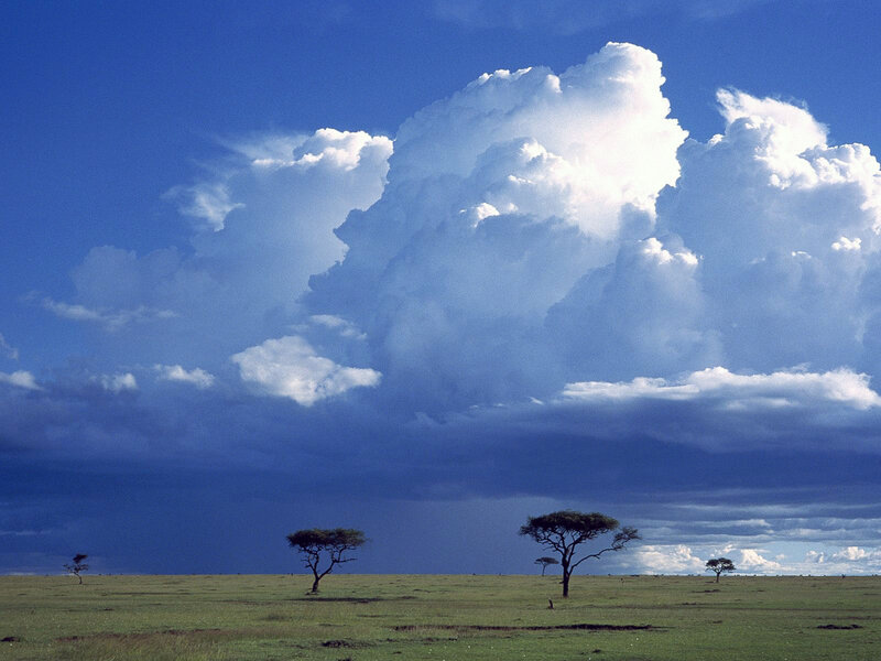 Acacia Trees in Savanna — Blue, Dramatic, Afternoon, Photograph, Clouds, Grassland