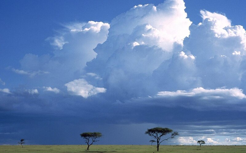 Acacia Trees in Savanna — Blue, Dramatic, Afternoon, Photograph, Clouds, Sky