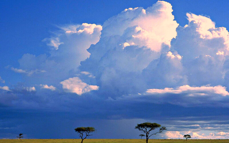 Acacia Trees in Savanna — Blue, Dramatic