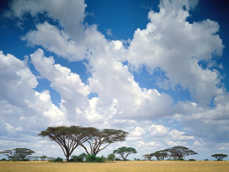 Acacia Trees in Savanna — Blue, Serene