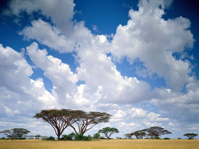 Acacia Trees in Savanna — Blue