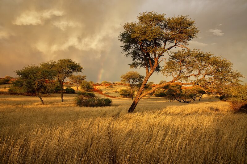 Acacia Trees in Savanna — Golden