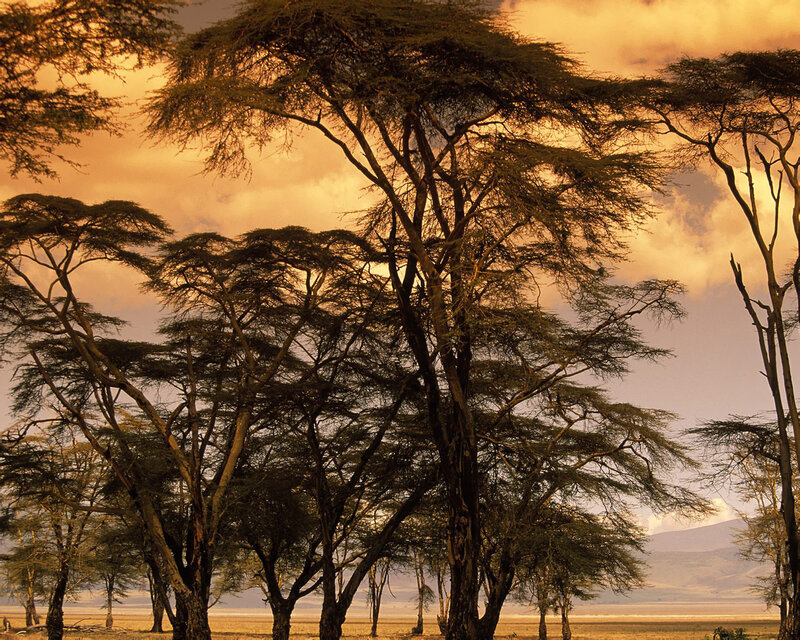 Acacia Trees in Savanna — Orange, Dramatic