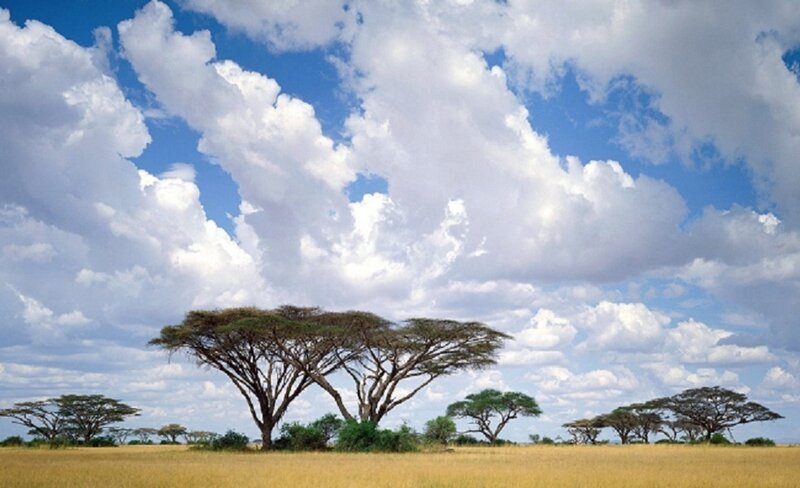 Acacia Trees in Savanna