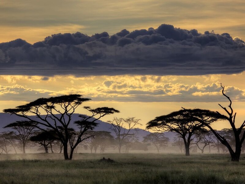 Acacia Trees in Savanna — Yellow