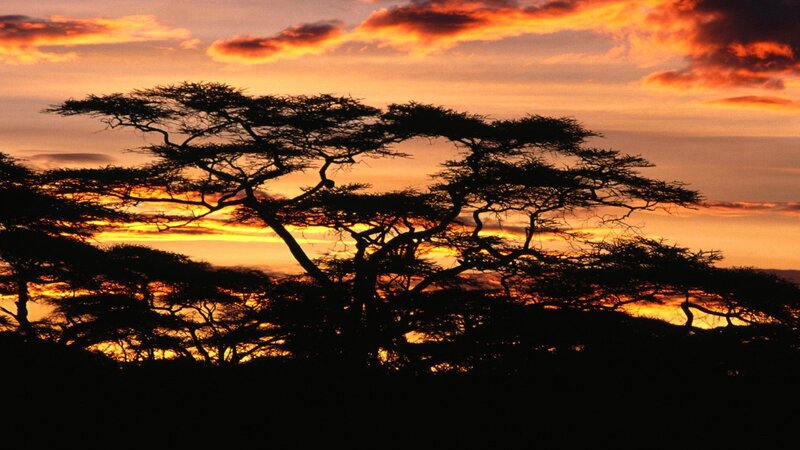 Acacia Trees Silhouette — Orange