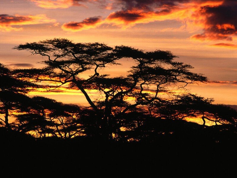 Acacia Trees Silhouette