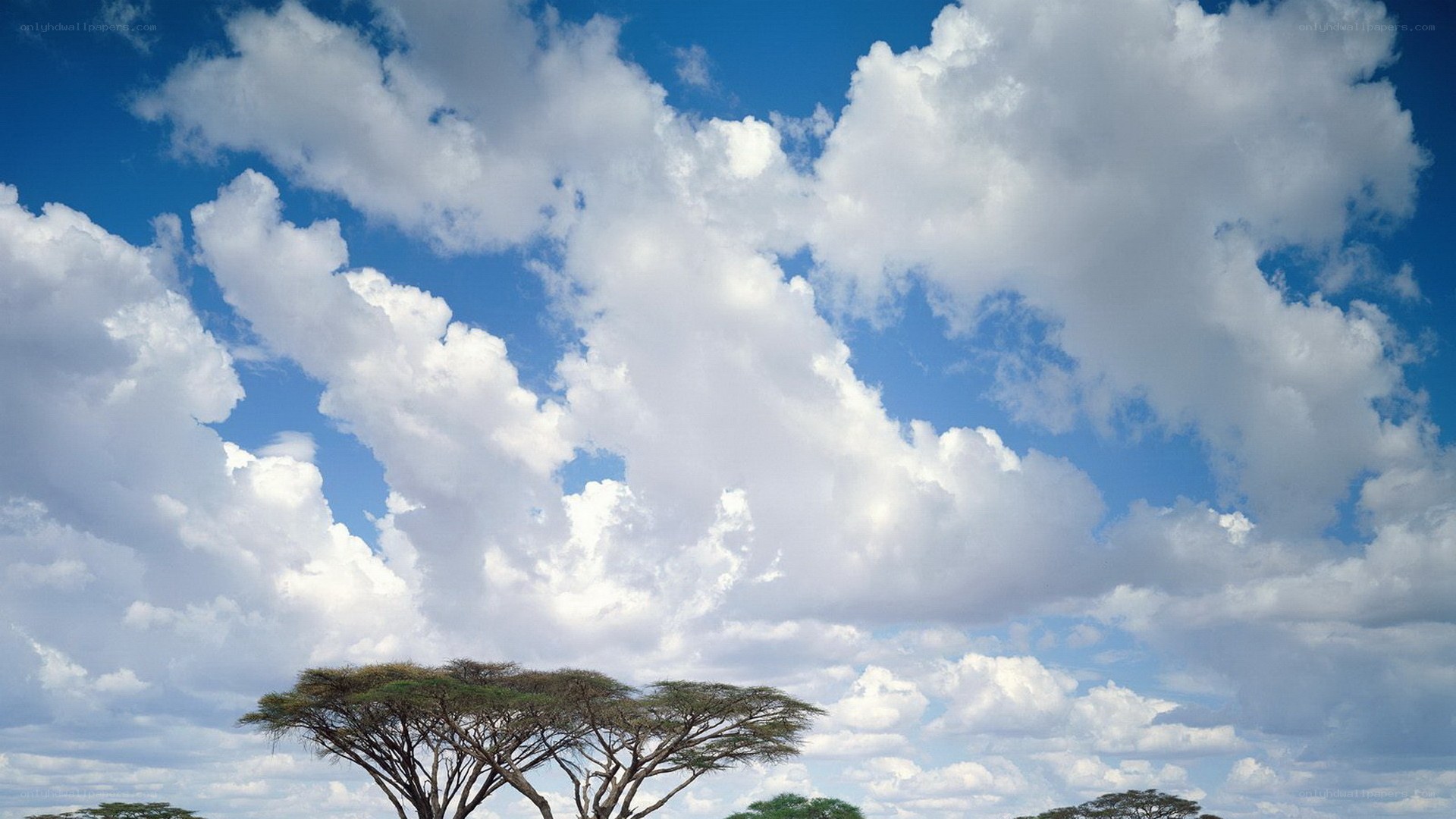 Acacia trees under cloudy sky