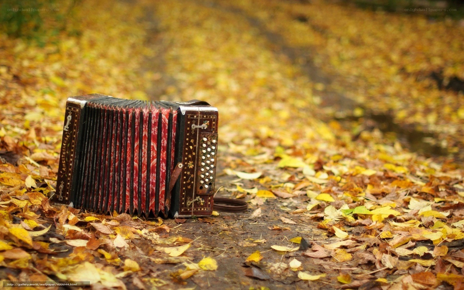 Accordion on autumn leaves