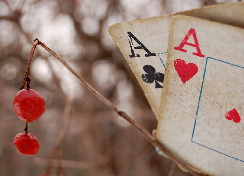 Aces and berries on a branch