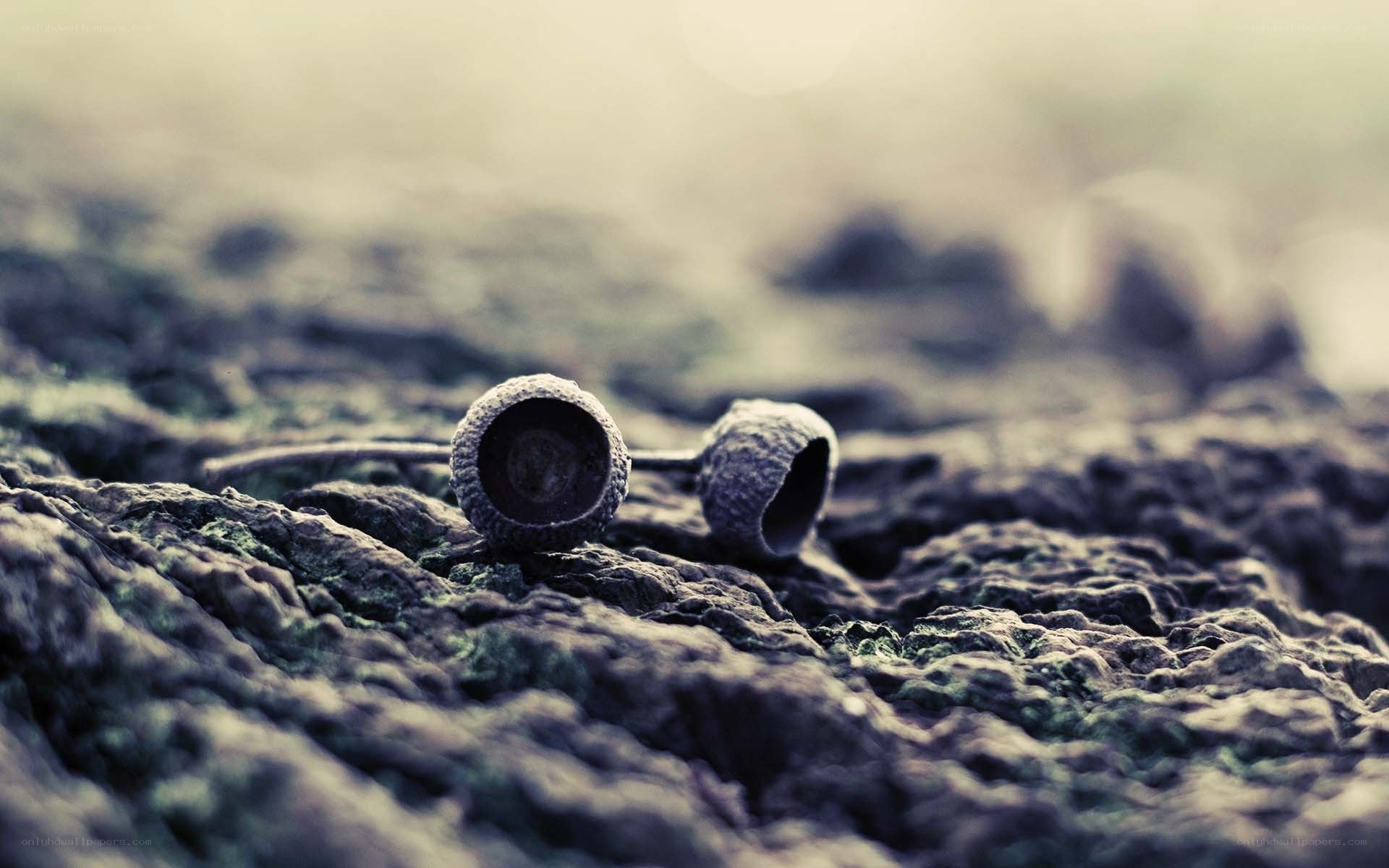 acorn caps on mossy ground