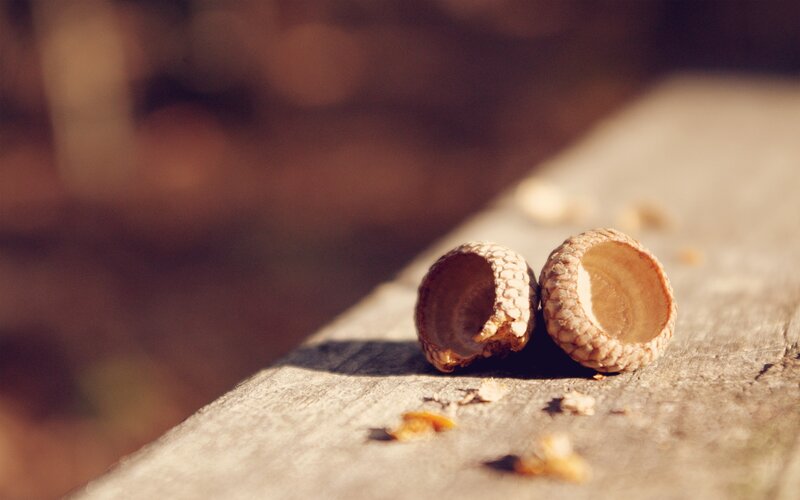 Acorn Caps on Wood