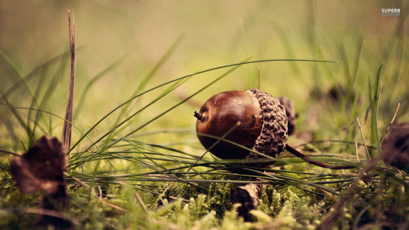 Acorn in Grass