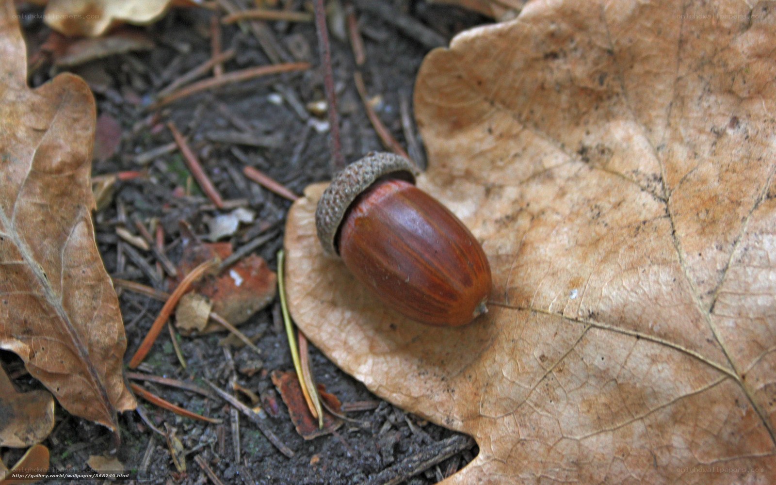 Acorn on a fallen leaf