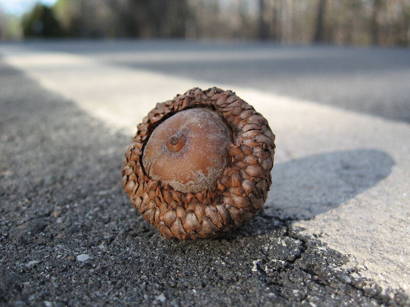 Acorn on Asphalt