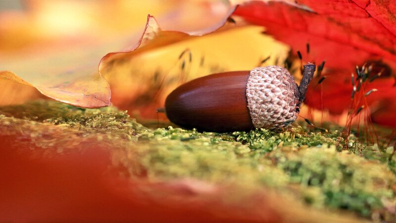 Acorn on autumn leaves