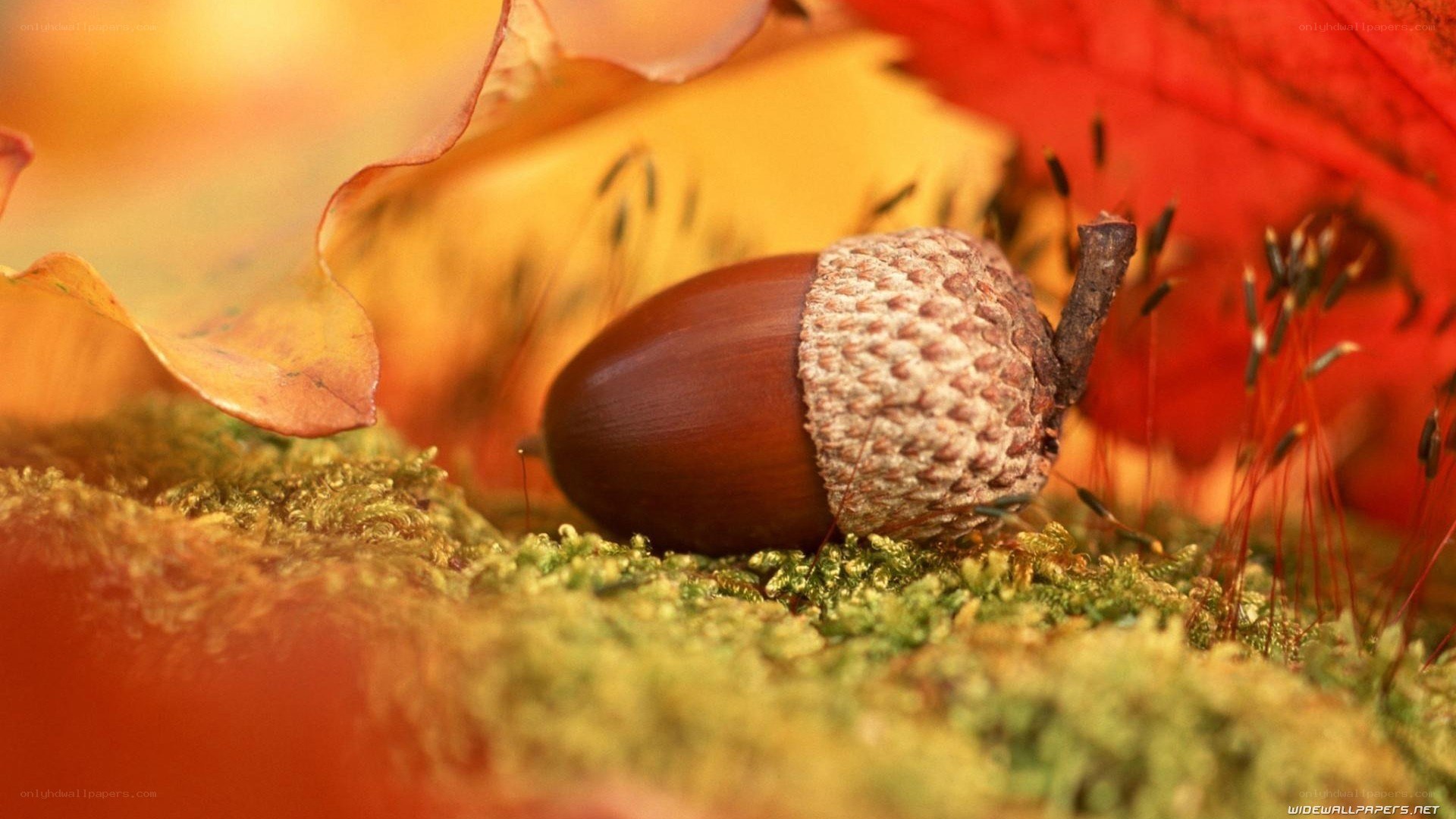 Acorn on autumn leaves