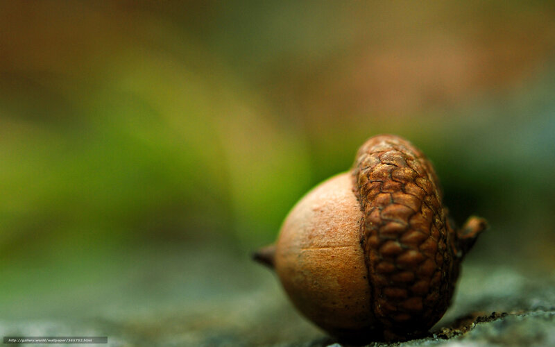 Acorn on Ground