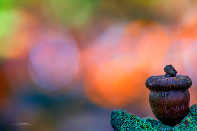 Acorn on Moss — Green, Serene