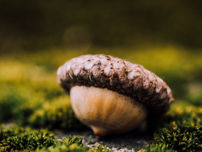 Acorn on Moss — Green