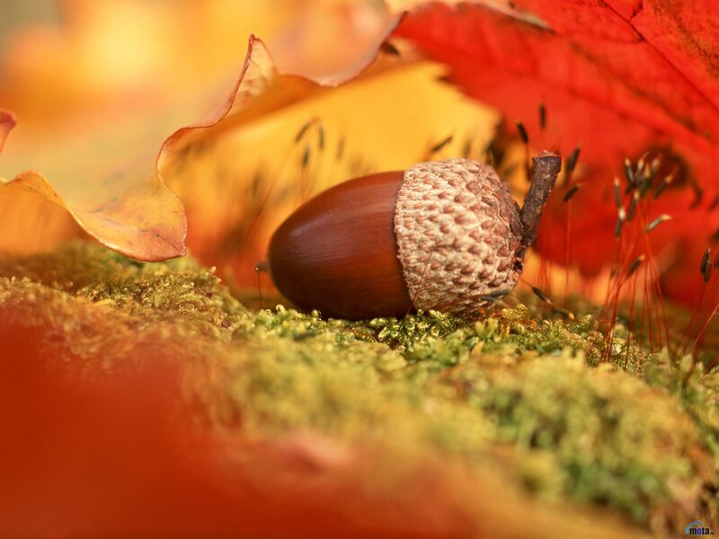 Acorn on Moss — Red, Serene, Autumn, Photograph, Leaf, Stem