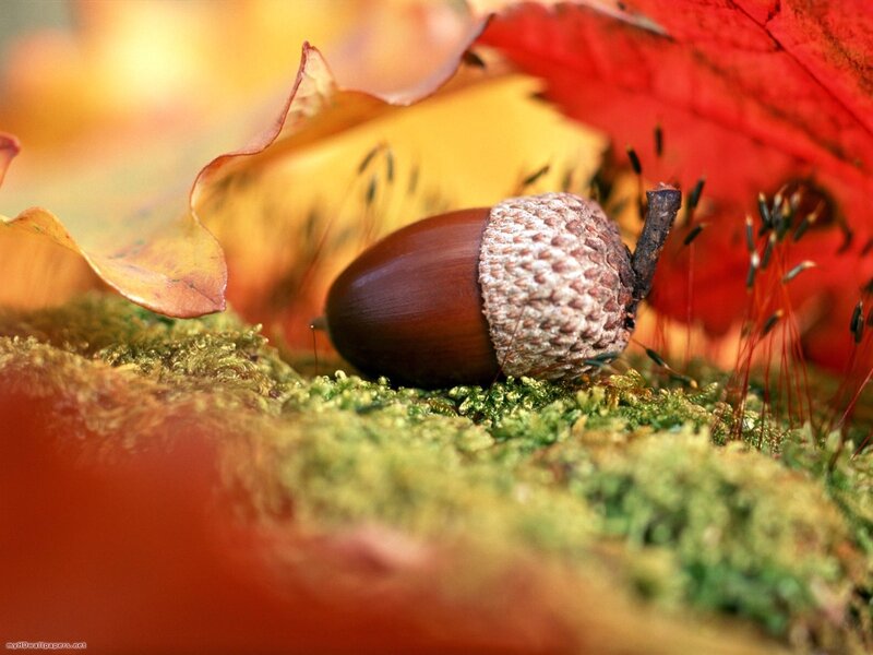 Acorn on Moss — Red, Serene